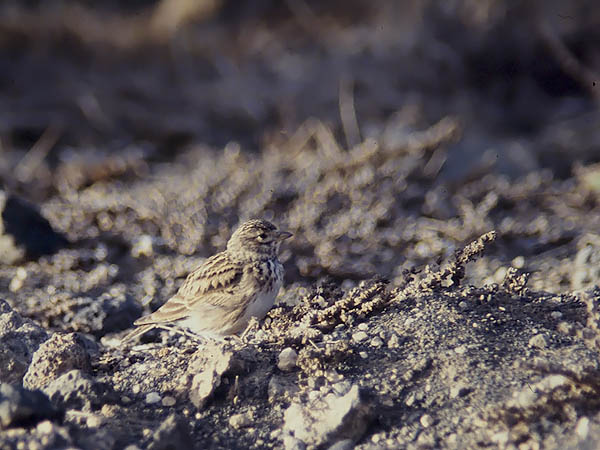Pikkukiuru, Lesser Short-toed Lark, Calandrella rufescens